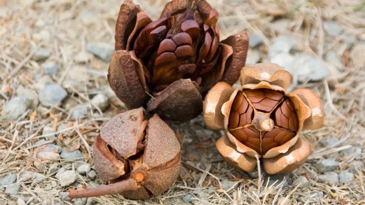 Noces d’acajou : symbole naturel d’un amour enraciné - Celinni Gros plan sur du bois d’acajou naturel, symbole de robustesse et d’élégance pour les 27 ans de mariage