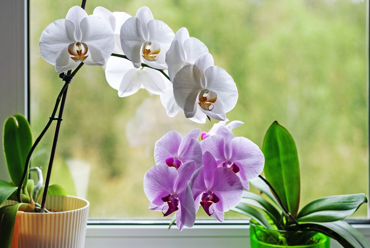 Orchidées blanches et mauves en pleine floraison, représentant la beauté, la fidélité et la tendresse des noces d’orchidée célébrant 55 ans de mariage.