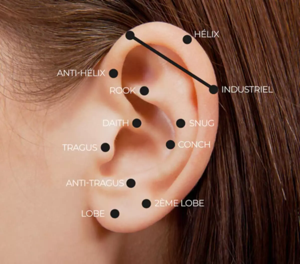 Schéma des différents types de piercings oreille : hélix, tragus, conch, daith, rook, snug, industriel et plus Illustration des principaux piercings oreille avec leurs emplacements précis : lobe, hélix, anti-hélix, tragus, anti-tragus, conch, daith, rook, snug et industriel. Un guide visuel idéal pour choisir son piercing oreille.